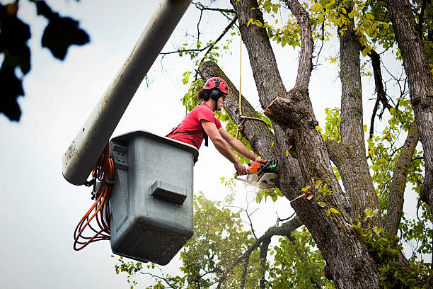 Best Large Tree Removal  in Cushing, OK